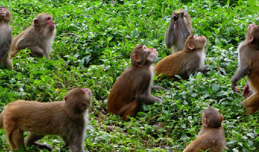  बाँदरले दुःख दिएको भन्दै त्रिपुरासुन्दरीमा रुख काट्ने निर्णय